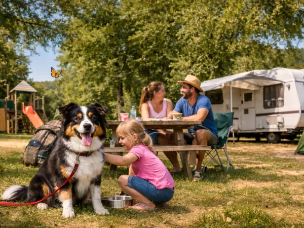 Les animaux de compagnies sont-ils acceptés ?